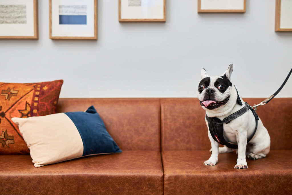 A French bulldog sits on a leather couch with throw pillows